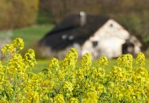 El valor de las cosas materiales casa flores