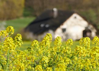 El valor de las cosas materiales casa flores