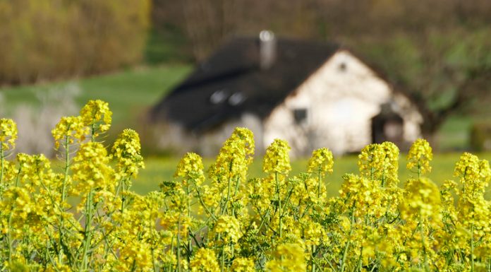 El valor de las cosas materiales casa flores