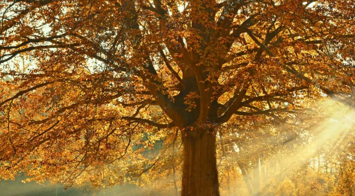 El apego a las cosas materiales el gran Tilo